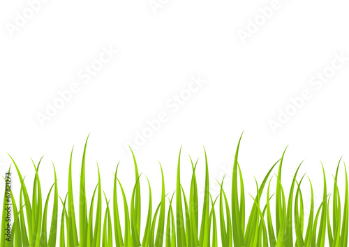 Green grass border for Your design
