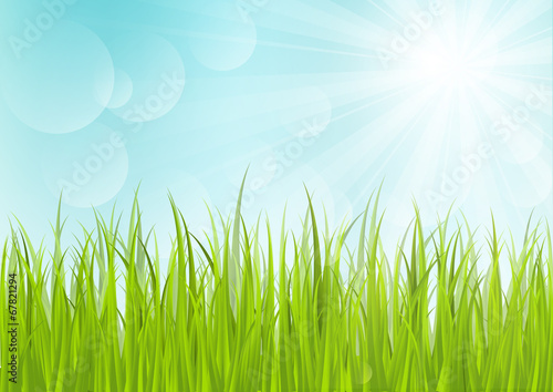 Green grass on sunny background