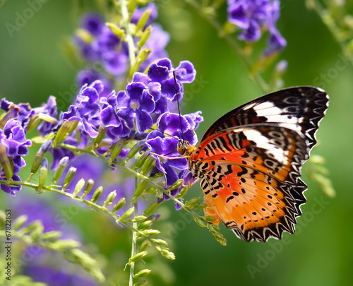 Butterfly on a violet flower #67822853
