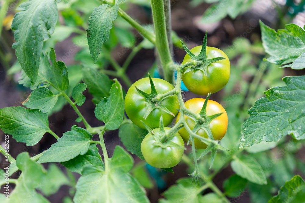 Fototapeta premium Tomatoes growing in a greenhouse, green tomatoes hanging on a vi