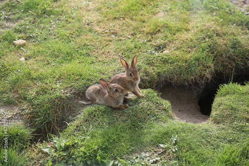Kaninchen Hasen Babys © Rainer Wolf