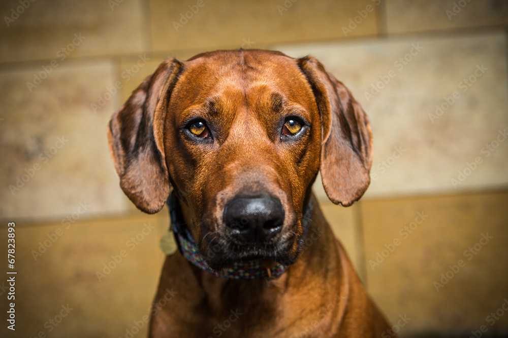 ridgeback dog ridgeback dog