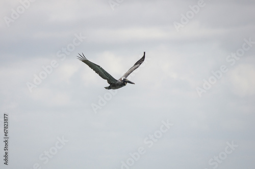 Flying pelican