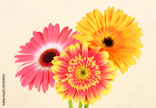 Beautiful Gerber flowers on light background