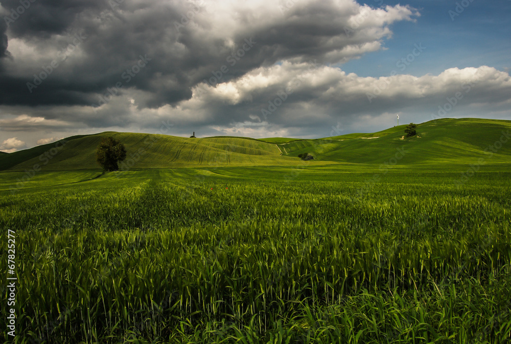 Green wawes of Tuscan Lanscape - Toscana, Tuscany, Italy
