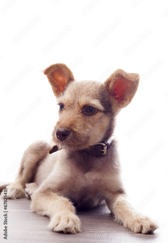 Obraz premium puppy on wooden floor