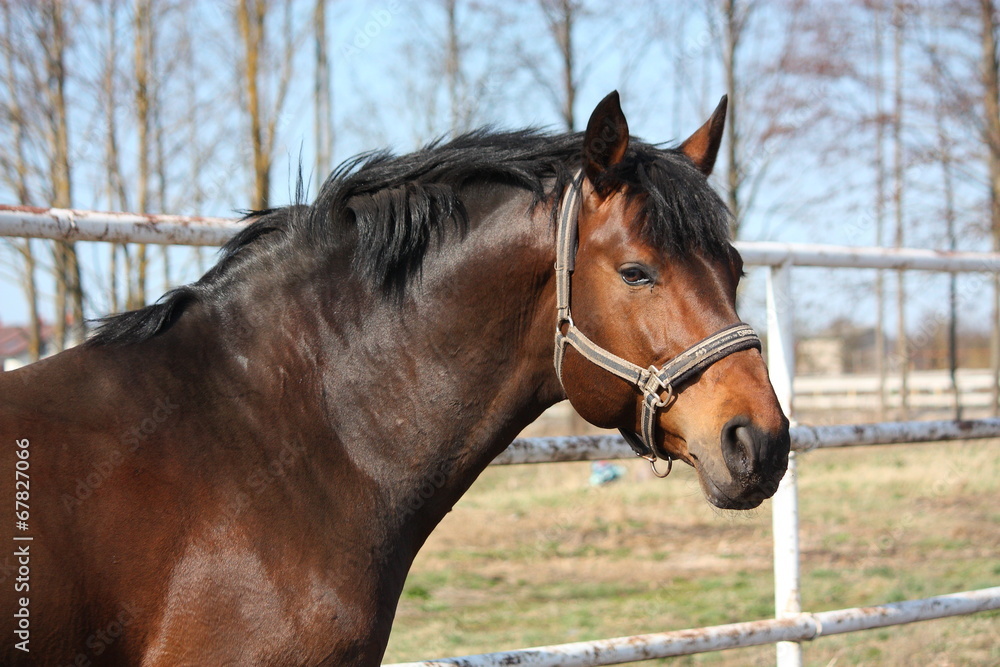 Beautiful brown stallion portrait in spring Beautiful brown stallion portrait in spring