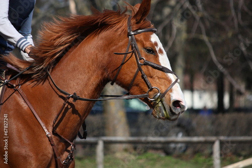 Canvas Print Chestnut horse portrait with bridle during competition
