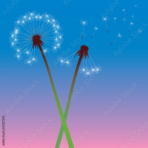 color vector dandelions