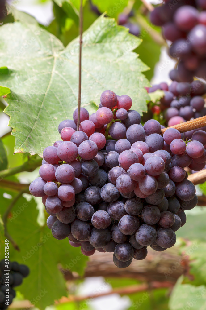 Grapes