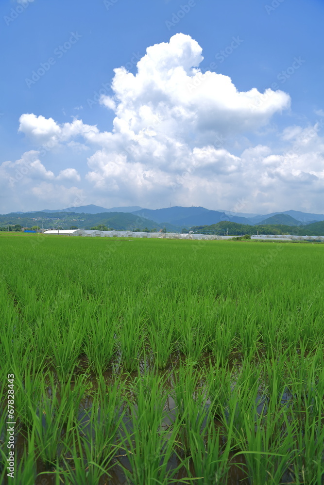 Obraz premium 水田と青空