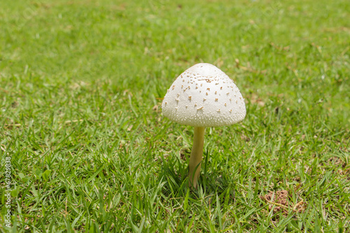 white poisonous mushroom on grass