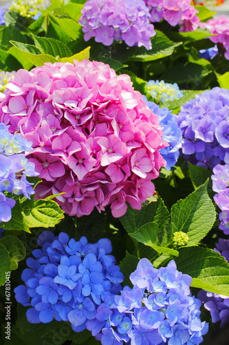 Fototapeta Naklejka Na Ścianę i Meble -  あじさい　Hydrangea