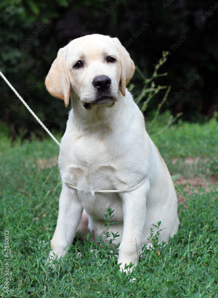 yellow labrador puppy portrait close up in the grass yellow labrador puppy portrait close up in the grass