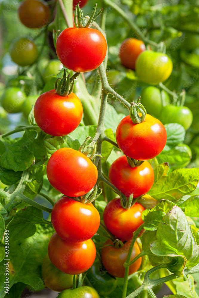 Organic tomatoes