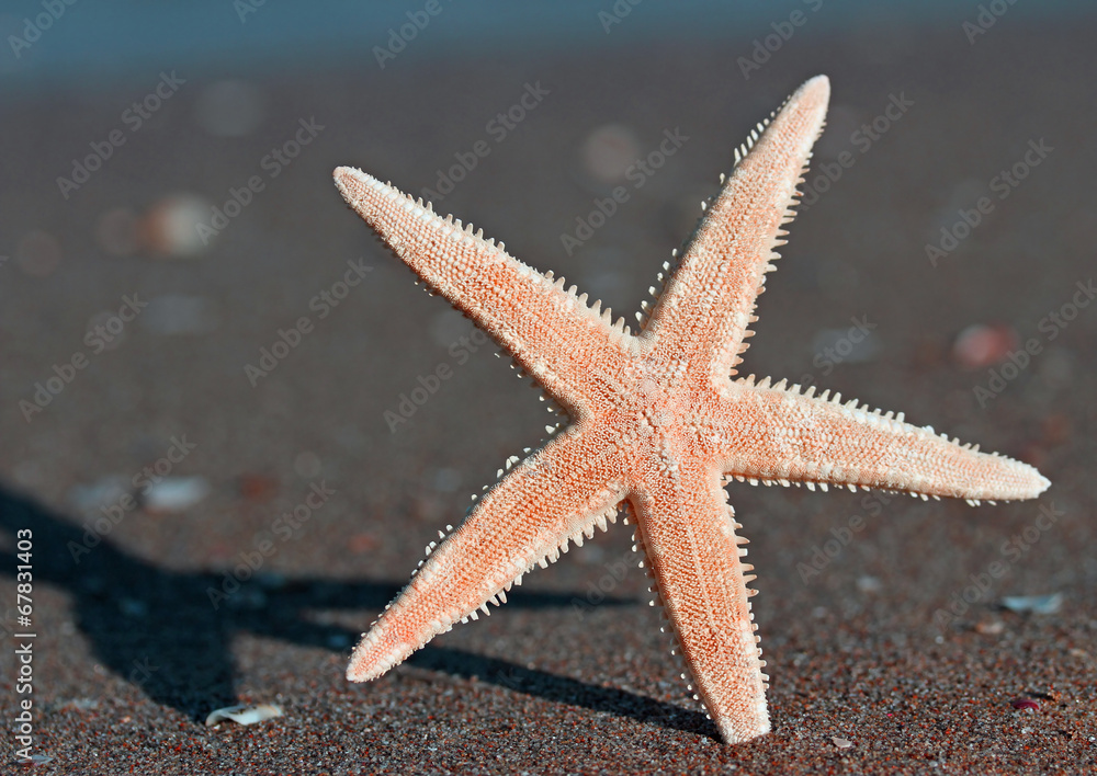 five-pointed starfish on the beach of the sea in summer five-pointed starfish on the beach of the sea in summer