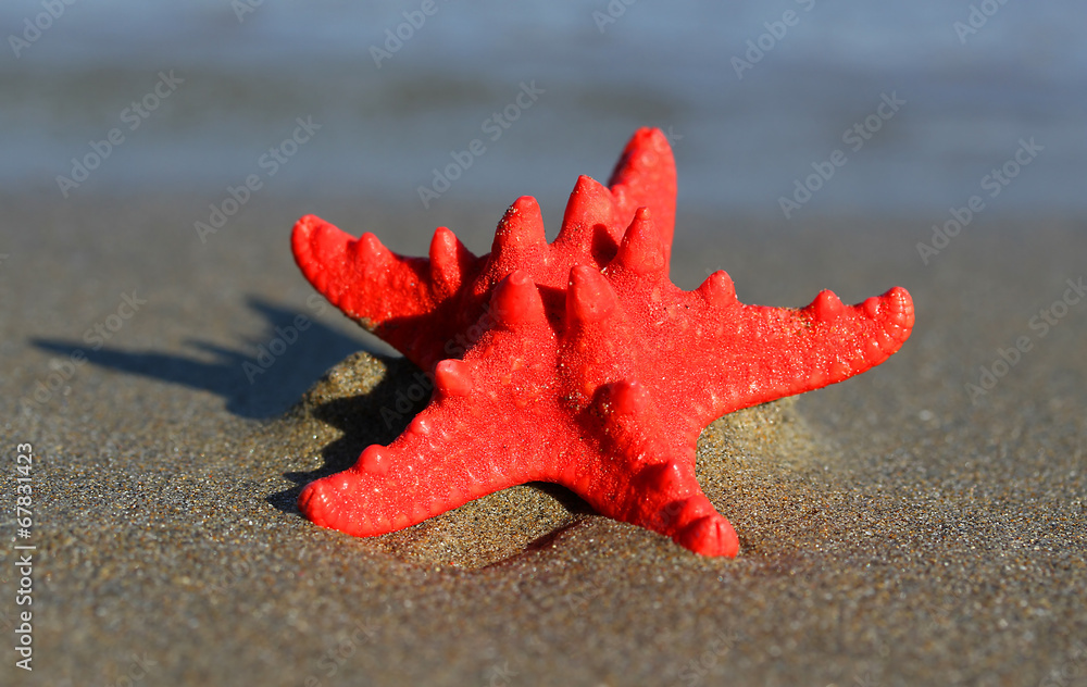 red starfish with sturdy armor on the beach red starfish with sturdy armor on the beach