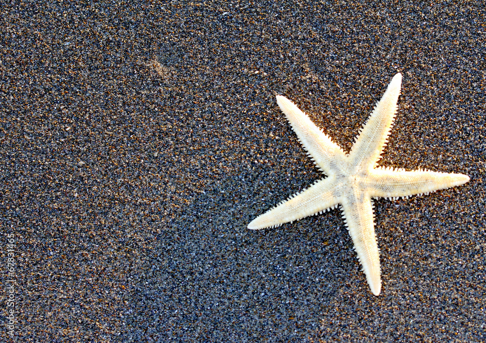 Starfish on sandy beach and free space on the left of the pictur Starfish on sandy beach and free space on the left of the pictur