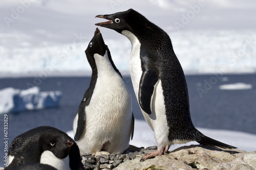 Photos ale and female Adelie penguins at the nest to greet each other