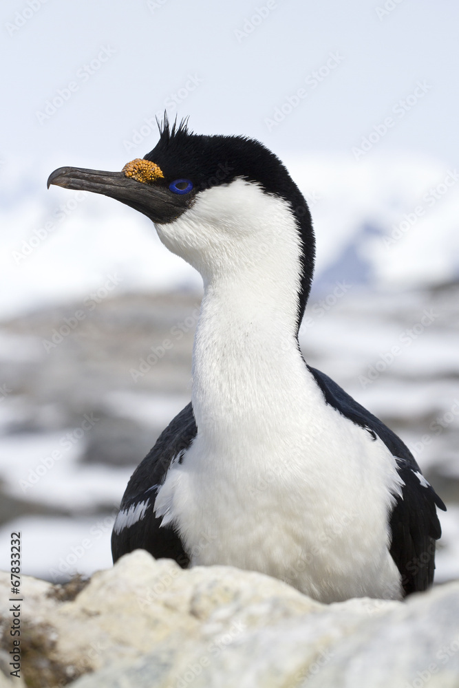 Naklejka premium portrait of blue-eyed Antarctic cormorant which sits on a rock s