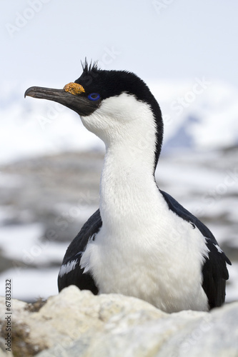 portrait of blue-eyed Antarctic cormorant which sits on a rock s