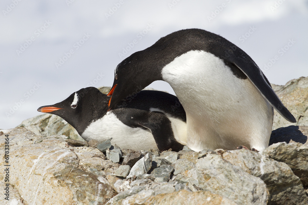 Fototapeta premium two Gentoo penguins are fighting near the nest