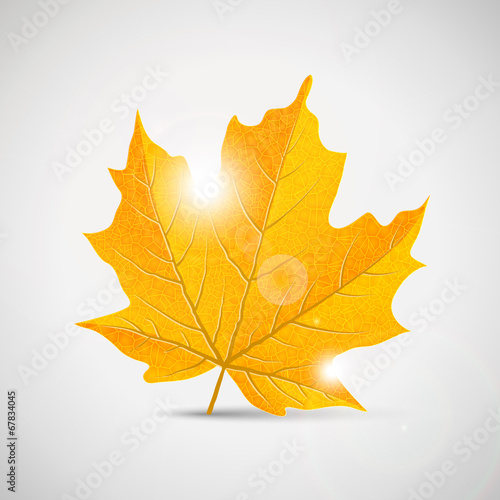 yellow maple leaf - illustration