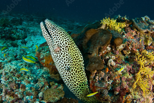 Spotted moray in the Maldives