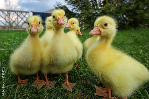 Little ducklings exploring the world