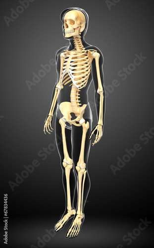 Human skeleton side view