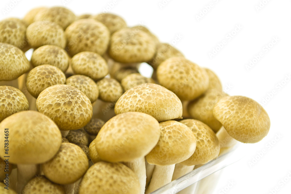 Mushrooms on a white background Mushrooms on a white background