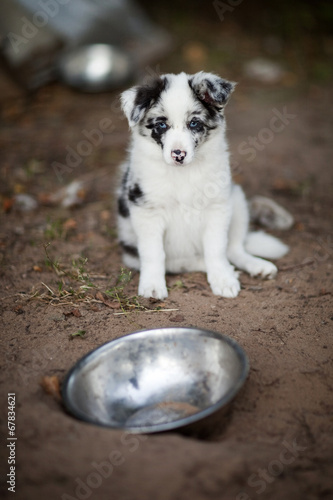 Border Collie puppy in bowl