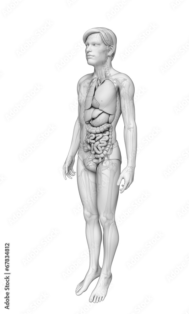 Digestive system of male anatomy