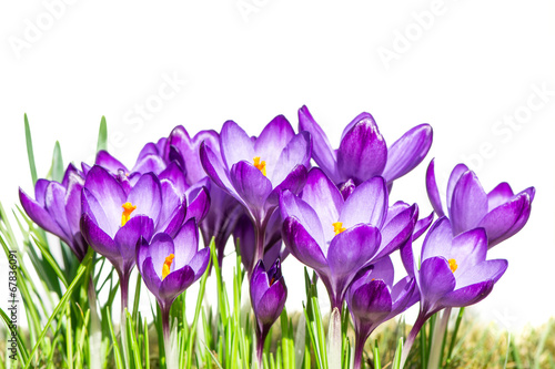 Fototapeta Naklejka Na Ścianę i Meble -  Purple Crocus Flowers