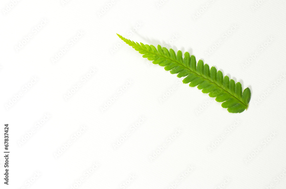 fern frond leaf on white background top view fern frond leaf on white background top view