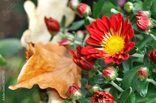 chrysanthème et feuilles mortes