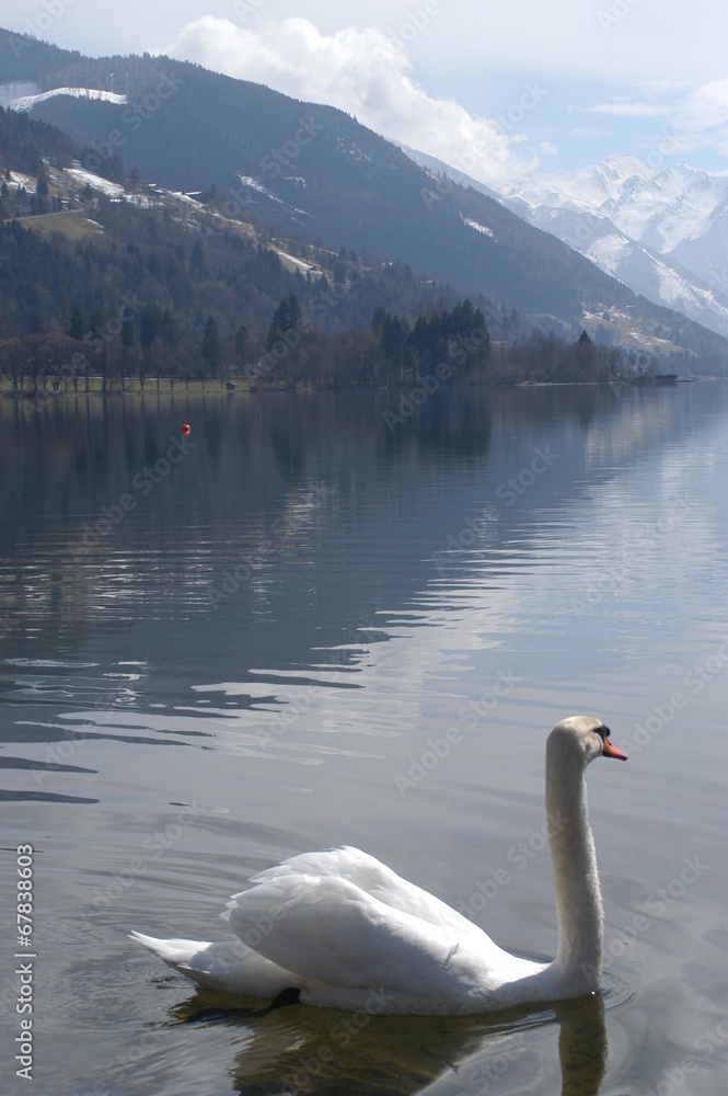 Schwan im See Schwan im See
