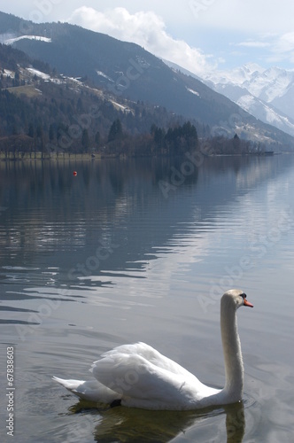 Schwan im See