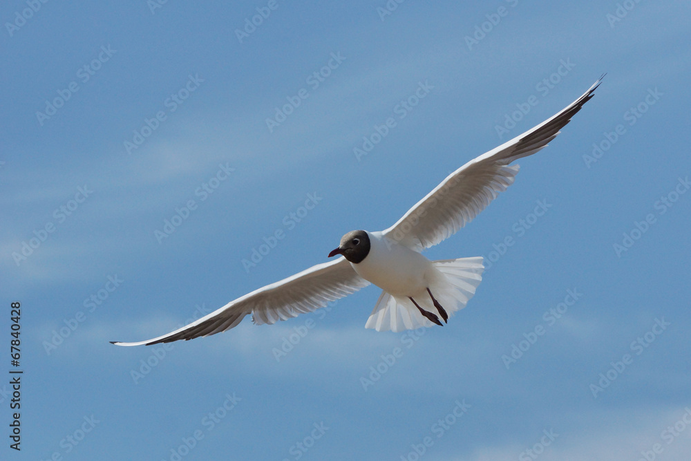 Black-headed Gull, Chroicocephalus ridibundus Black-headed Gull, Chroicocephalus ridibundus