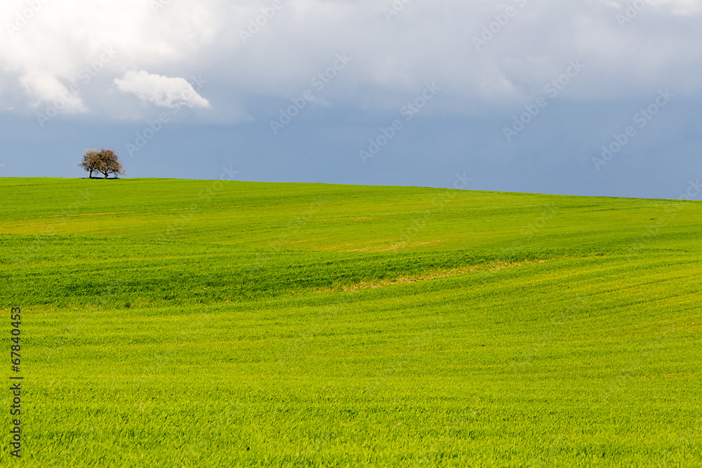 Alone tree on green wheat field on blue sky background
