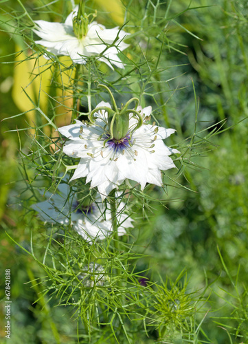 Echter Schwarzkümmel photo