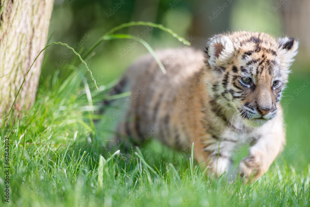 Fototapeta premium Tigerbaby (Panthera tigris)