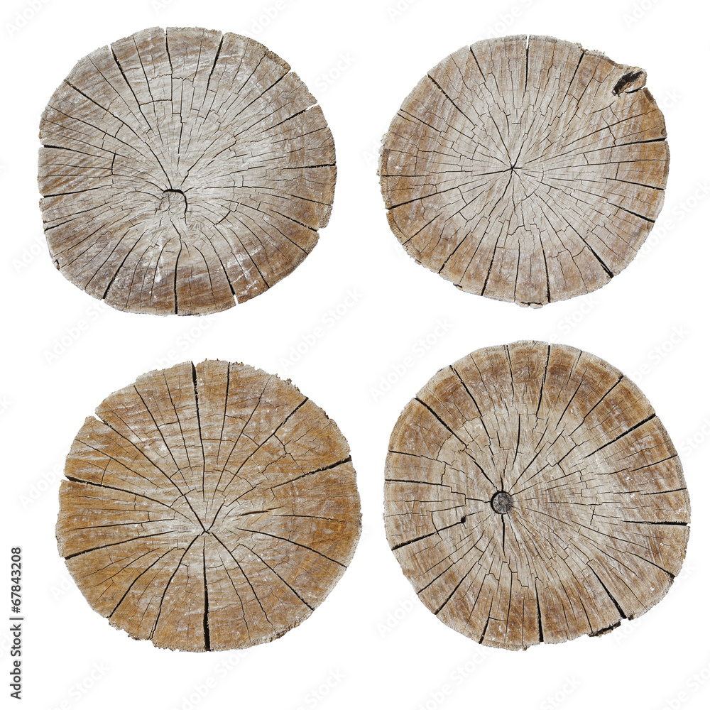 Fototapeta premium texture logs in the section