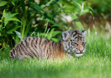 Tigerbaby (Panthera tigris)