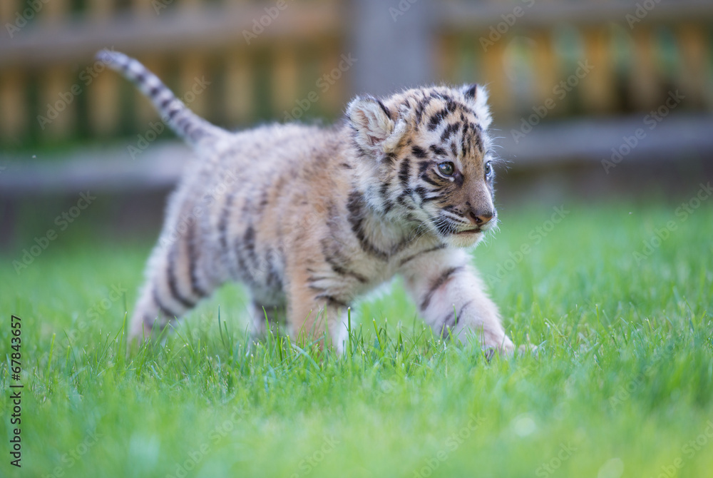 Fototapeta premium Tigerbaby (Panthera tigris)