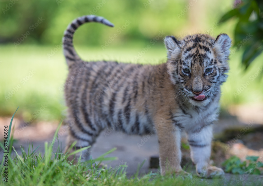 Fototapeta premium Tigerbaby (Panthera tigris)
