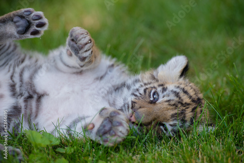 Fototapeta Naklejka Na Ścianę i Meble -  Tigerbaby (Panthera tigris)