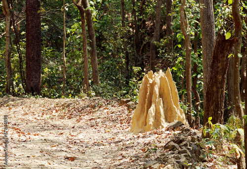 Beautiful ant-hill in Jim Corbett National Park photo