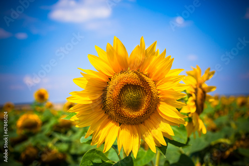 Sunflowers Field. Bright Blue Sky