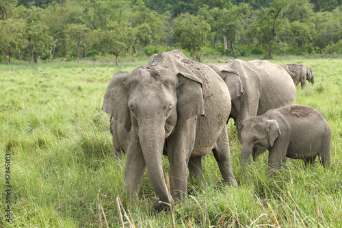 Photography A herd of elephant in Dhikala Grassland
